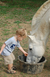 Horse Care Services in Ashburn